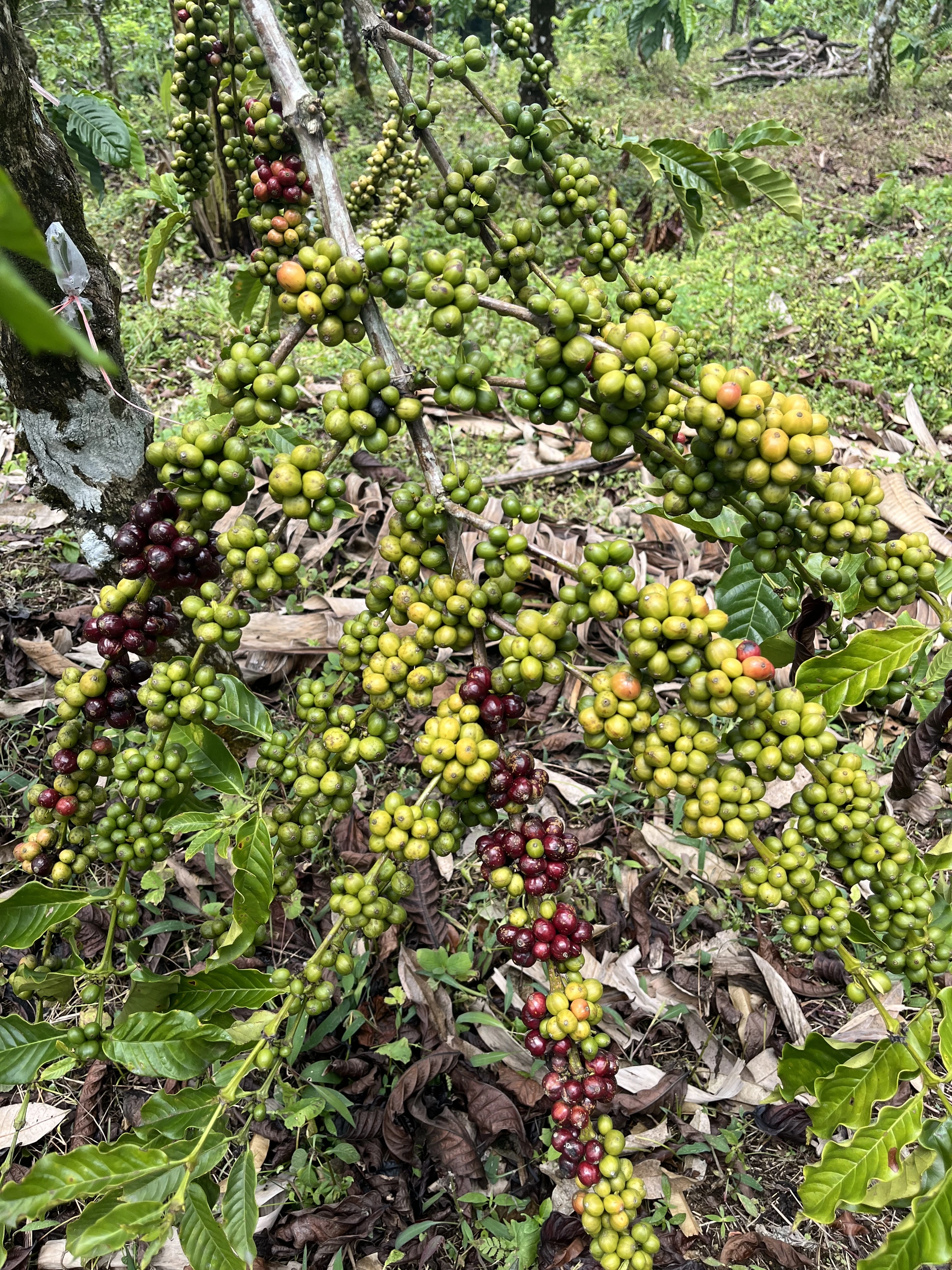 Premium Coffee Beans