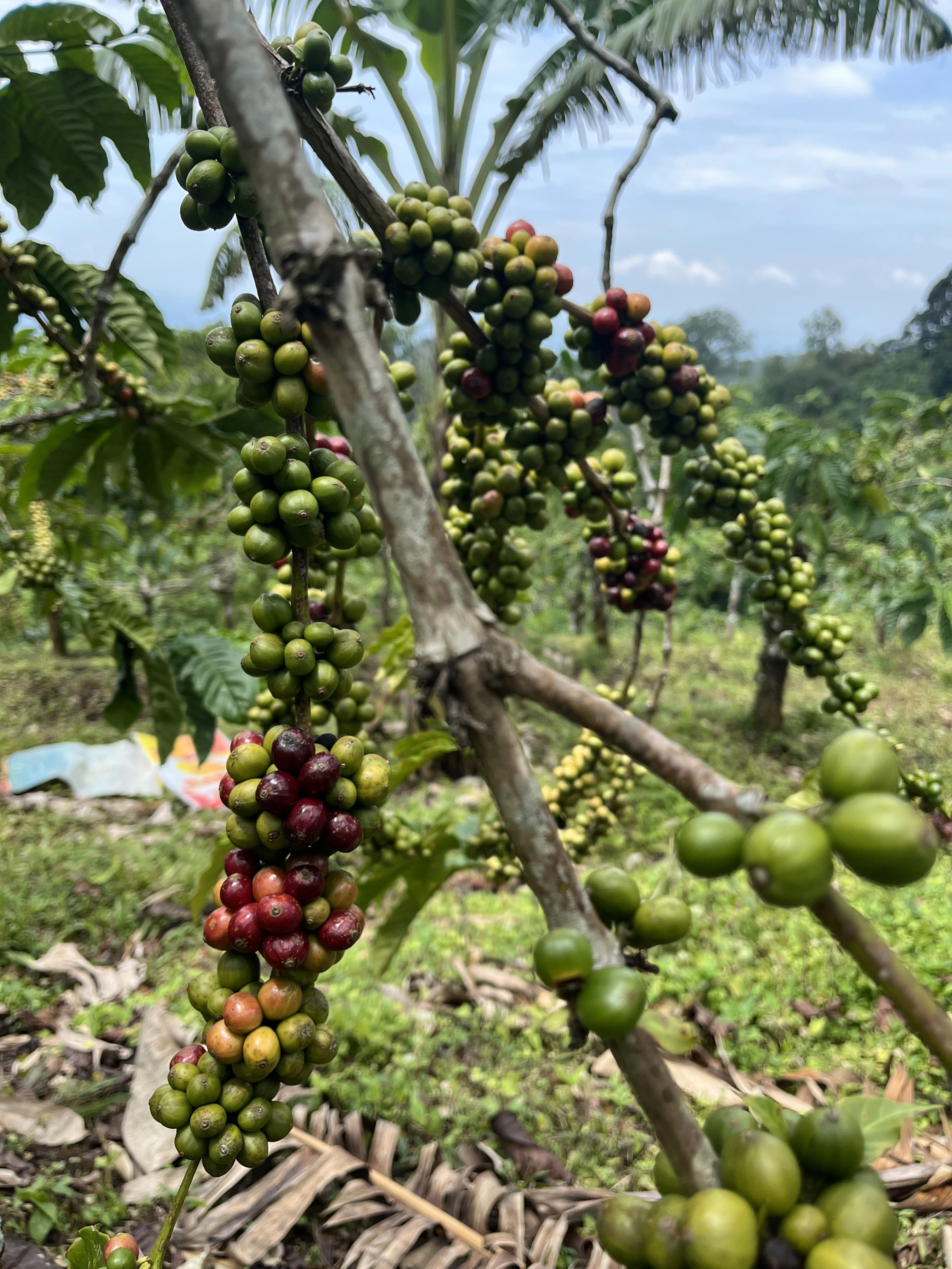 Premium Coffee Processing
