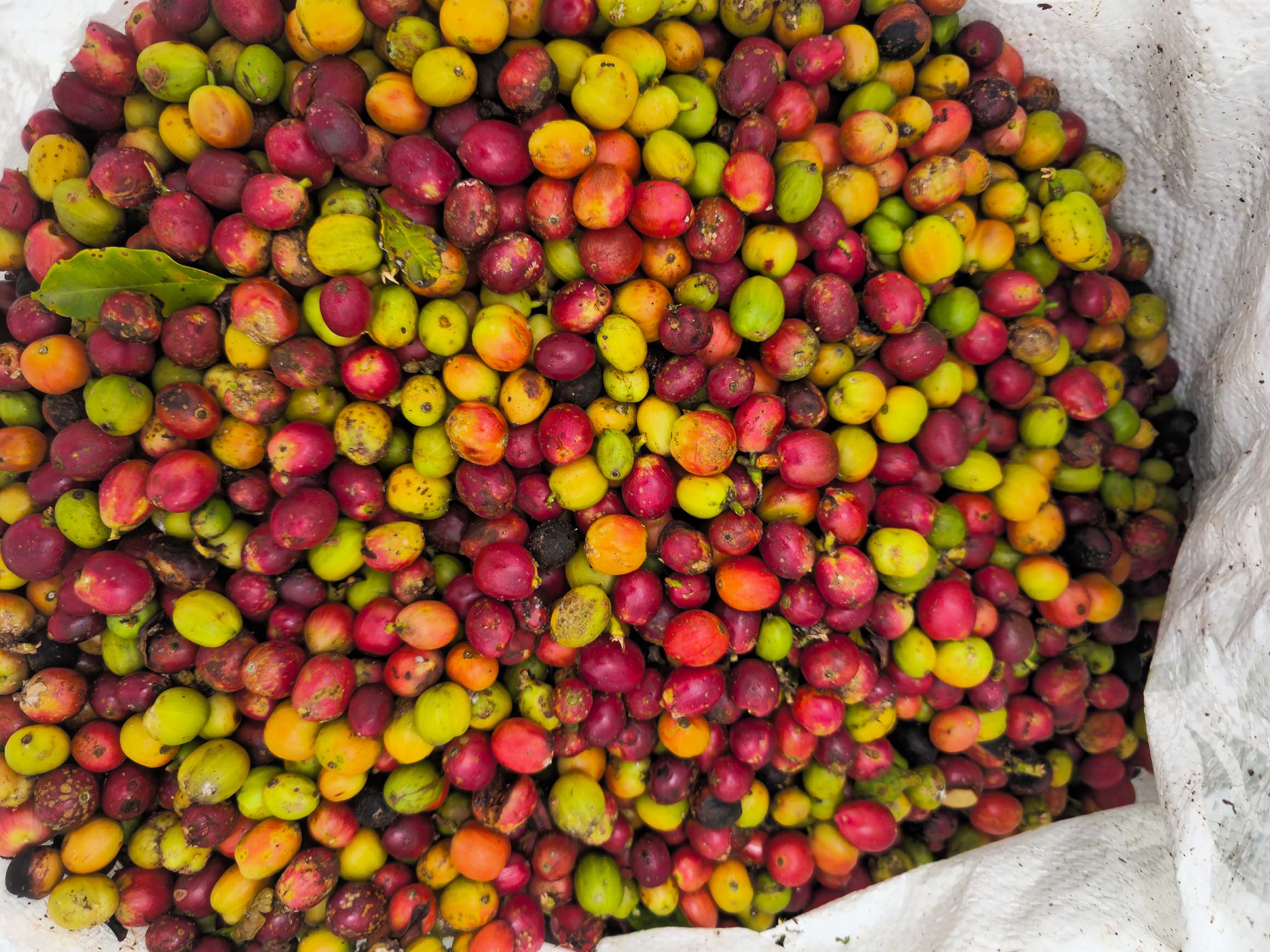 Premium Coffee Plantation