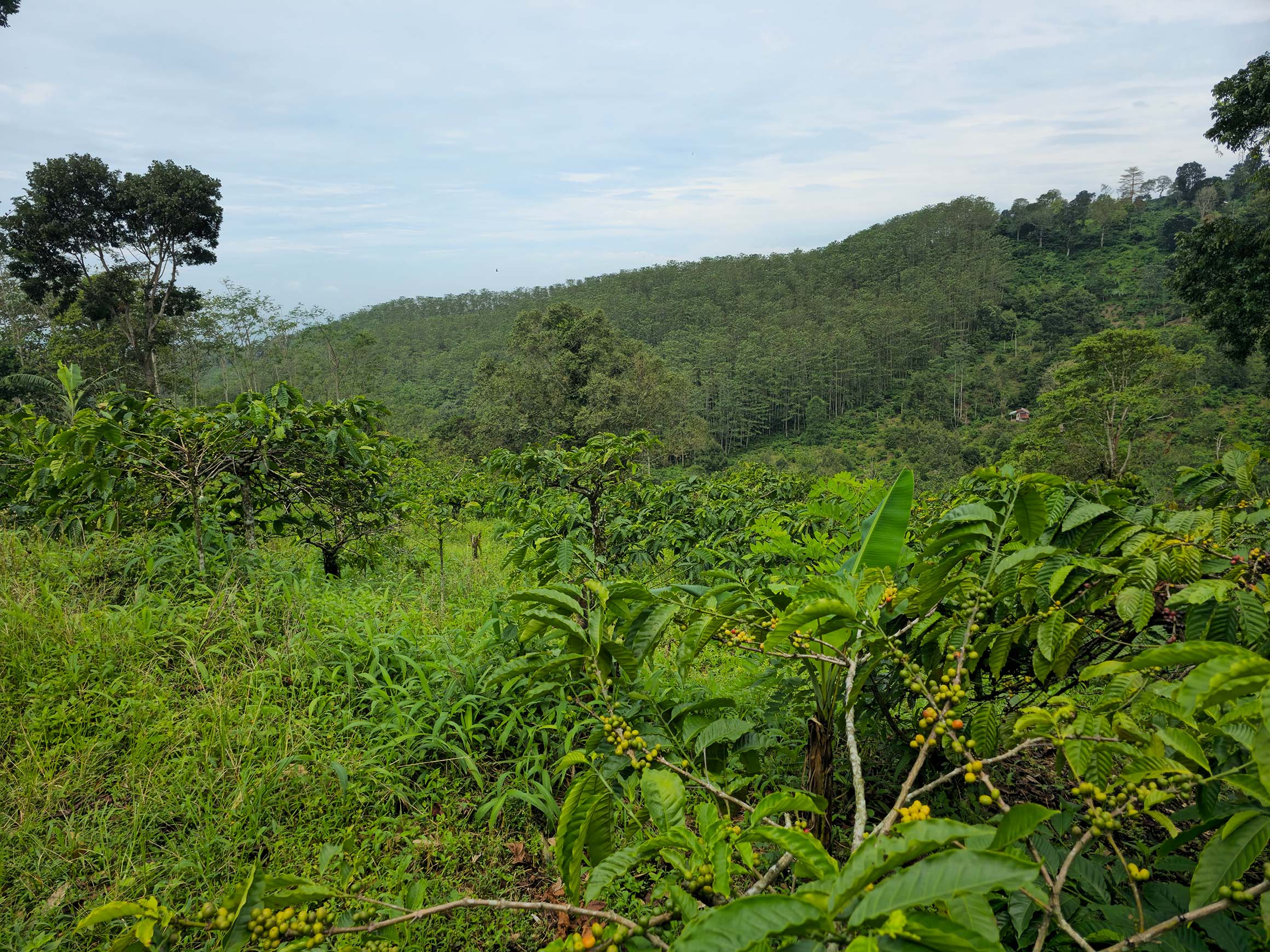 Premium Coffee Processing