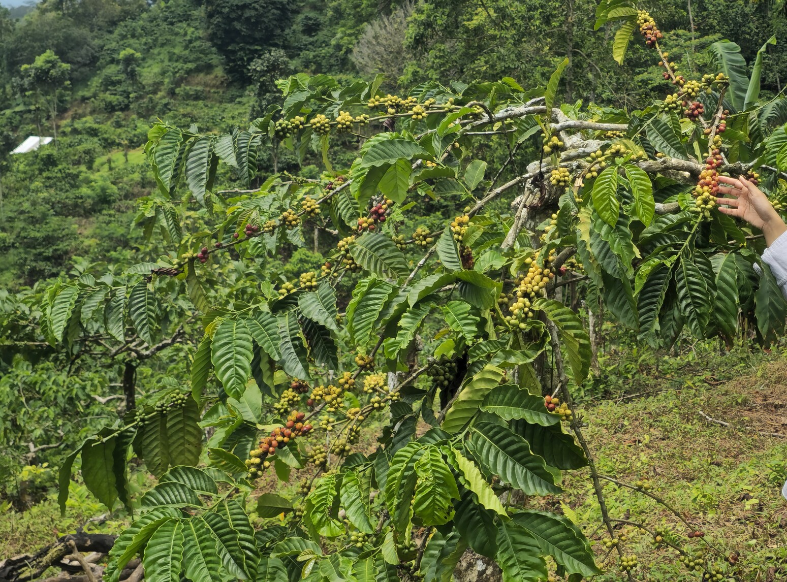 Premium Coffee Processing